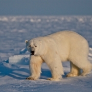 Oso polar Cánada