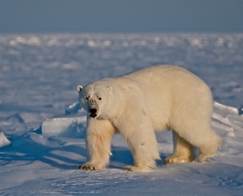 Oso polar Cánada