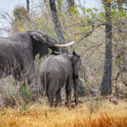 Safaris en África, vive una auténtica experiencia con animales salvajes