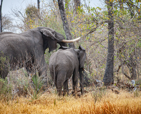 Safaris en África, vive una auténtica experiencia con animales salvajes