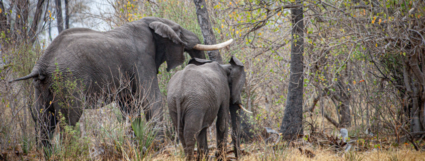 Safaris en África, vive una auténtica experiencia con animales salvajes