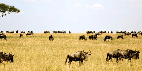 SERENGETI-TANZANIA Y ZANZIBAR 10 DIAS, 11 NOCHES