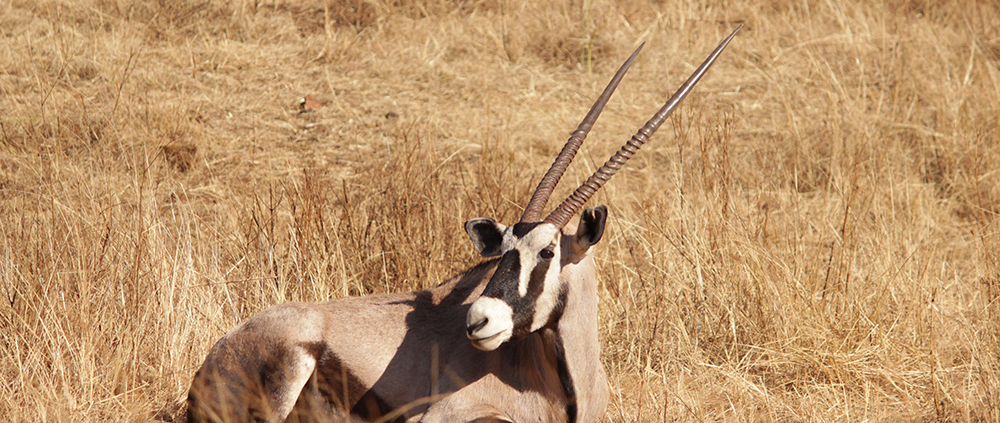 Safaris de antílopes en Sudáfrica con Mundicaza