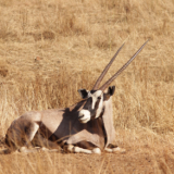 Safaris de antílopes en Sudáfrica con Mundicaza