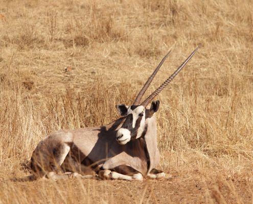 Safaris de antílopes en Sudáfrica con Mundicaza
