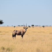 Safaris de antílopes en Sudáfrica con Mundicaza