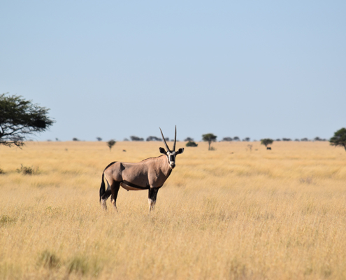 Safaris de antílopes en Sudáfrica con Mundicaza