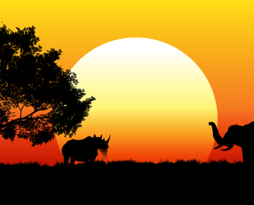 Safaris fotográficos Africa