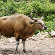 Caza de banteng. Con Mundicaza los mejores trofeos a tu alcance