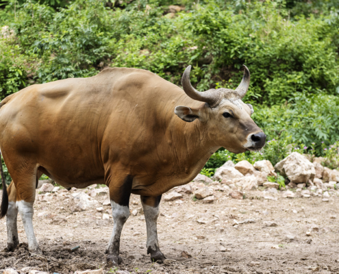 Caza de banteng. Con Mundicaza los mejores trofeos a tu alcance